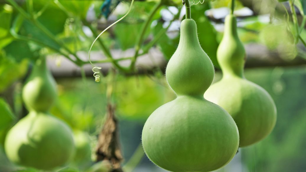 The Symbolic Meanings of Gourds in Chinese Traditional Culture - LuckDoubled